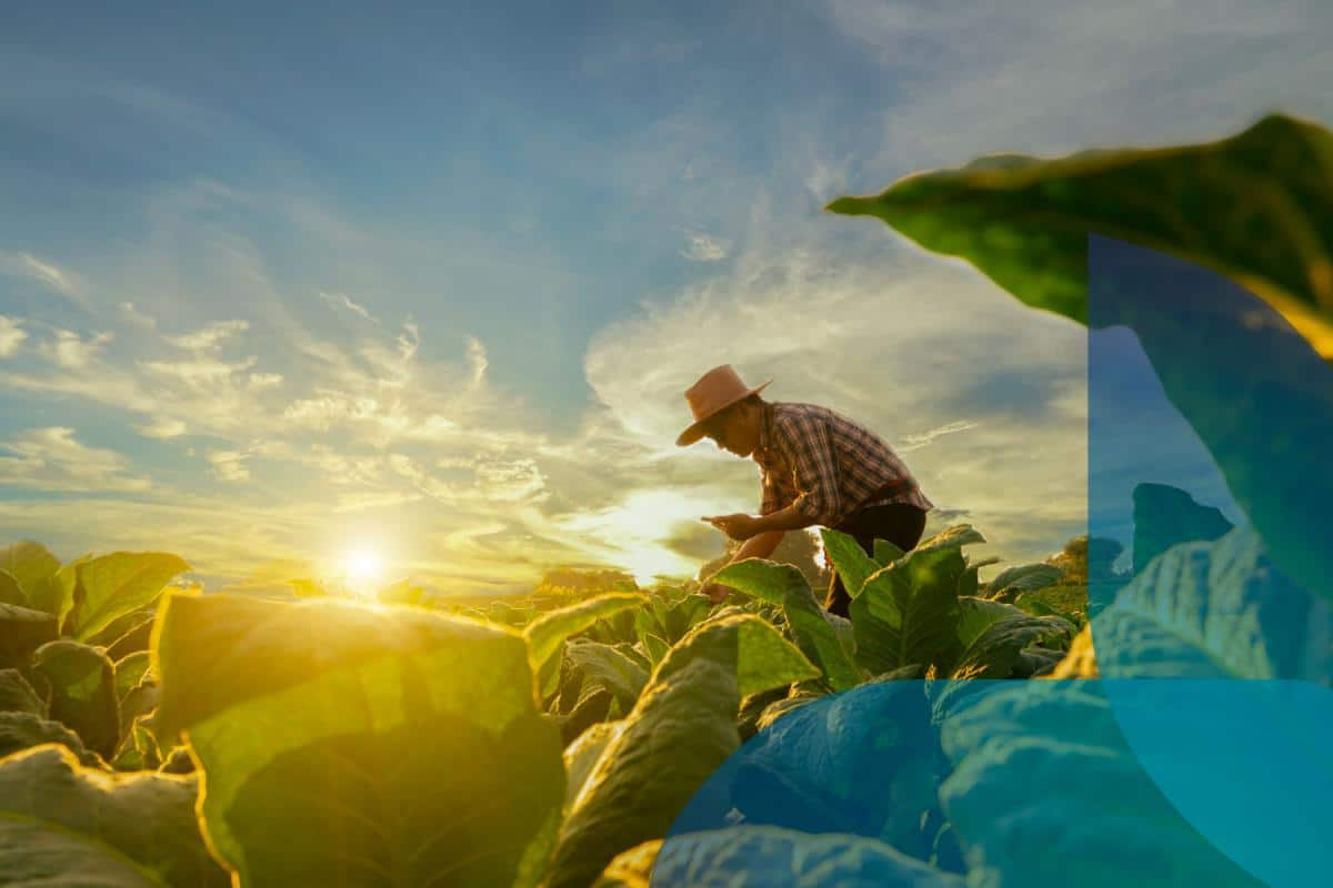 Un lavoratore della filiera agricola