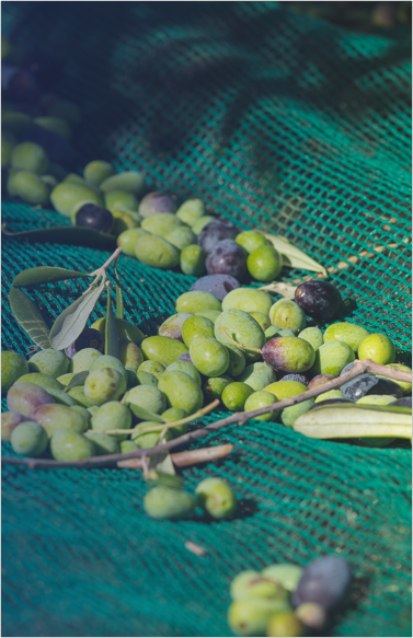 PRODURRE BIOMETANO DA SOTTOPRODOTTI AGRICOLI